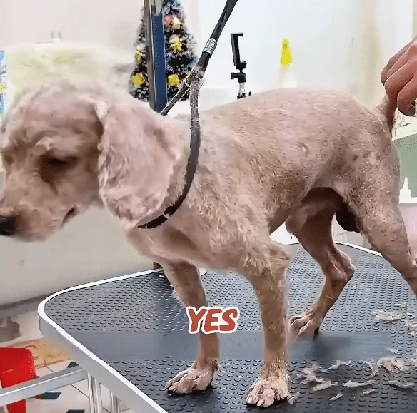 A clean, comfortable dog resting on soft bedding at home after his bath and recovery