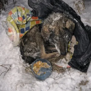 Zuy Lay Curled in Ice on a Snowy Field — Then Someone Chose Not to Walk Past