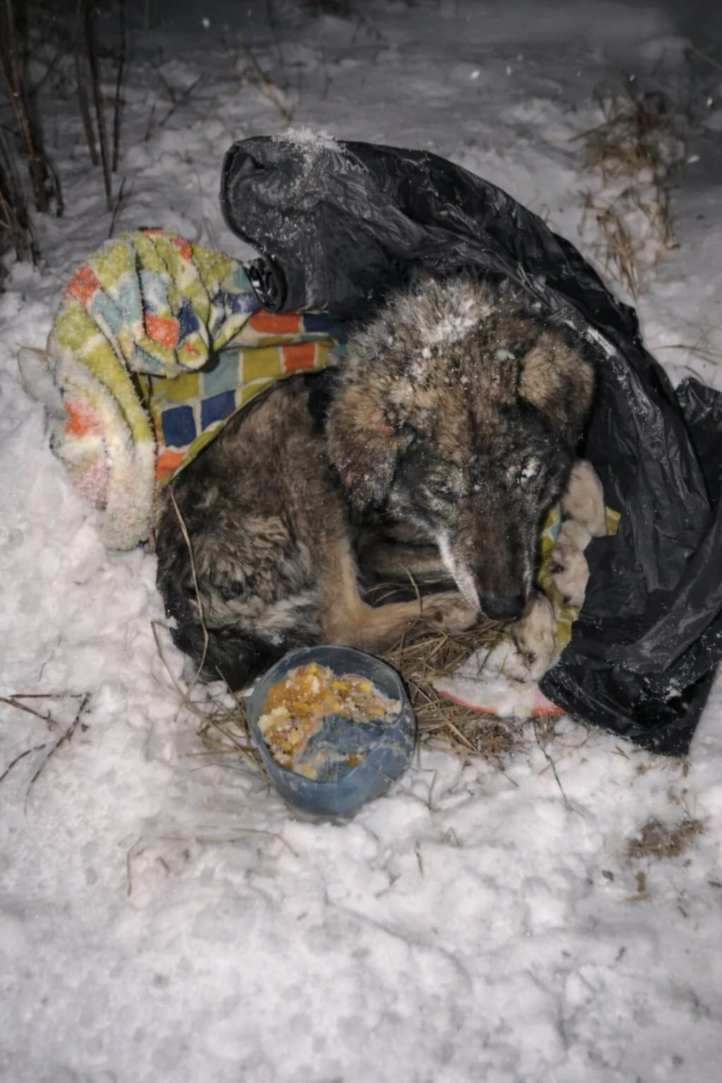Zuy Lay Curled in Ice on a Snowy Field — Then Someone Chose Not to Walk Past